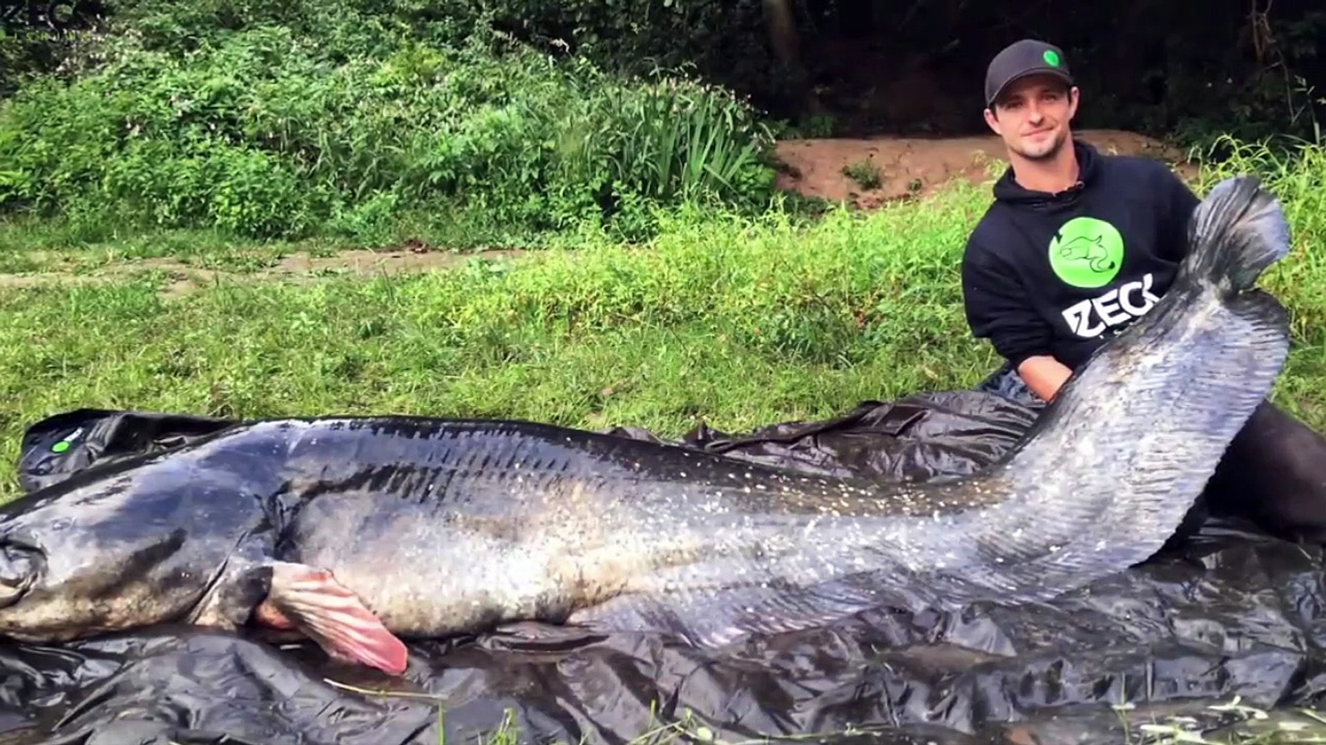 Ce Pecheur Sort Un Silure De 2 74 M Du Tarn Et Bat Le Record Du Monde Video Dailymotion