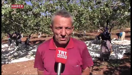 Siirt fıstığında bereket yılı