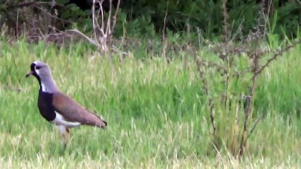 Aves de Chile: Queltehue