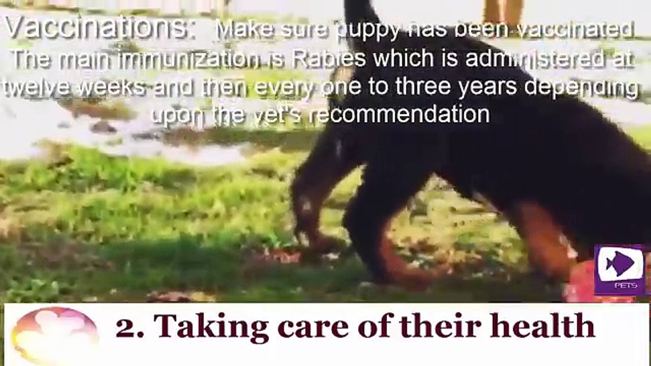 How to take care of a Rottweiler puppy | Rottweiler dog features