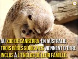 Ces bébés suricates font leurs premiers pas, et c'est adorable