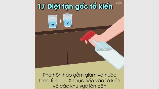 8 cách xua đuổi kiến ra khỏi nhà dễ dàng