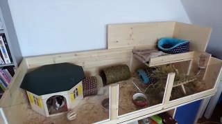 DIY Cage Tour Of My Mums Guinea Pig Cage