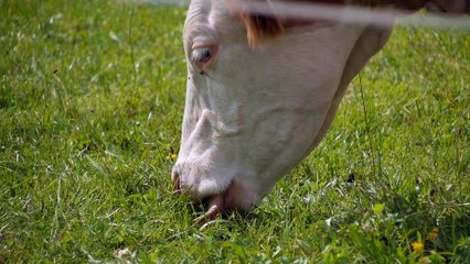 Weekend in Walchsee, Austria