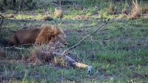 ▶ Amazing Hunt ! 4 Male Lions Take Down 3 Buffalo within Minutes ! Kruger National Park.