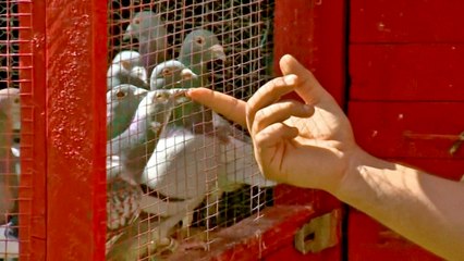 Priče iz golubane (Sarajevski golubari)