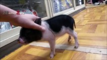 MOST ADORABLE Mini Pig Videos - Cute Micro Pig 2017