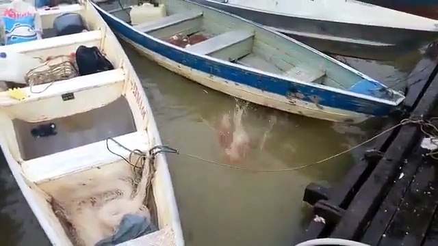 Il jette de la Viande dans une rivière pleine de Piranha. Ce qui se passe ensuite est incroyable