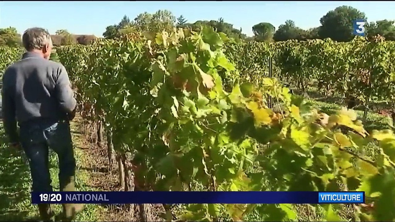 Bourgogne : des patrouilles pour protéger les vignobles des voleurs