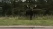 Curious Moose Spotted on the Highway in Little Lake, Michigan