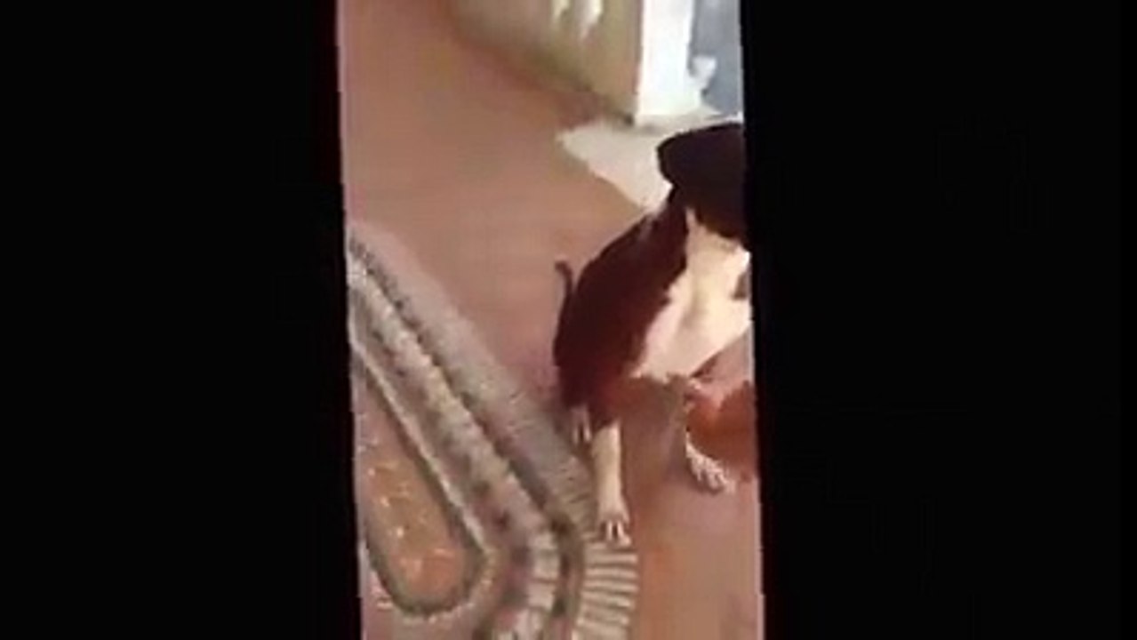 MA QUESTO CANE É TROPPO INTELLIGENTE