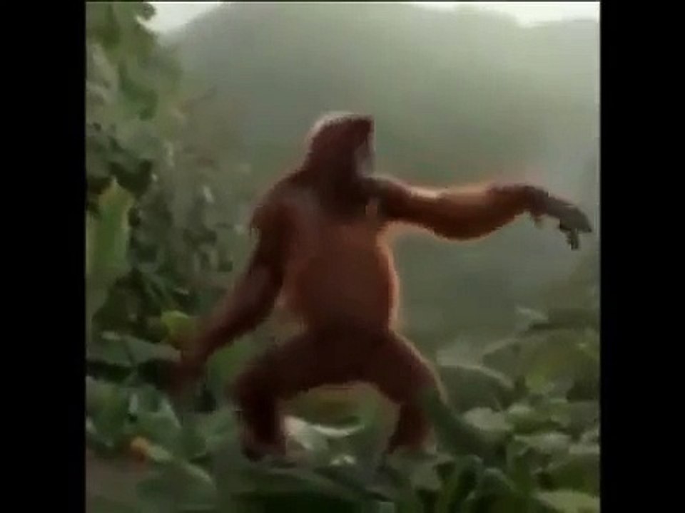 IL GORILLA NEOMELODICO