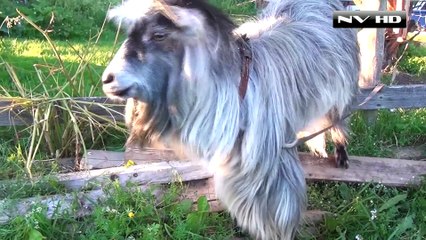 Funny Goats  Screaming Is Optional