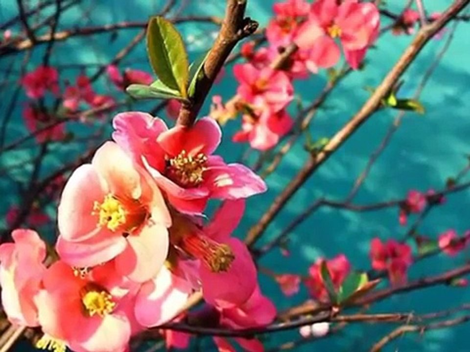 ♥ Lord Youre Holy ♥ Worship (Karen Wheaton)