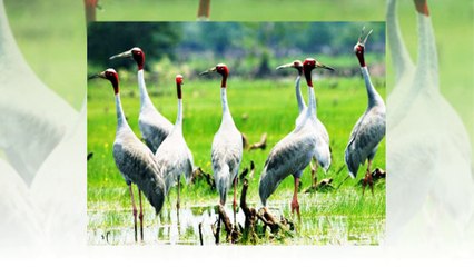 Crane Birds - The beautiful birds !