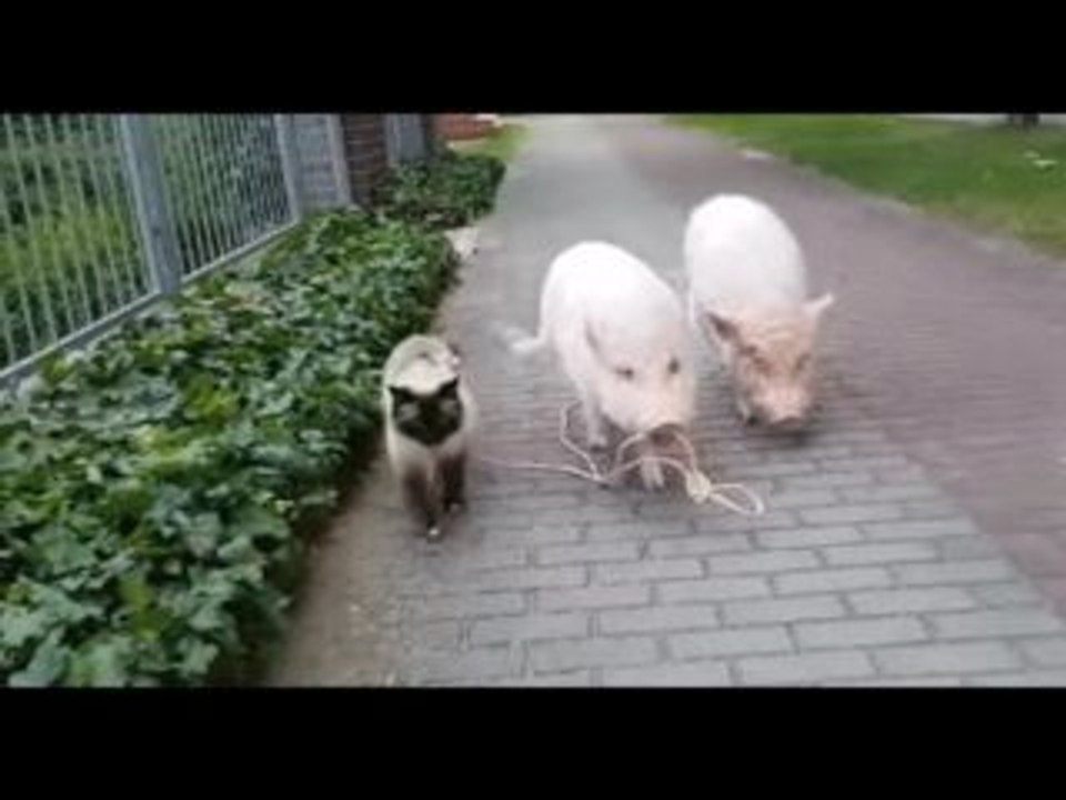 【ネコ＆ブタ】猫の散歩に付き合うブタが賢くてカワイイと話題に！w