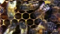 Documentary Ant Documentary Ant Animal World | Silence of the Bees (Nature Documentary)