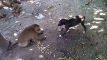 Monkey vs Dog قرد ضد كلب