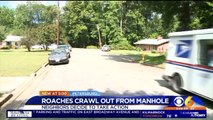 Neighbors Concerned After `Thousands` of Cockroaches Crawl Out of Manhole, Swarm Street