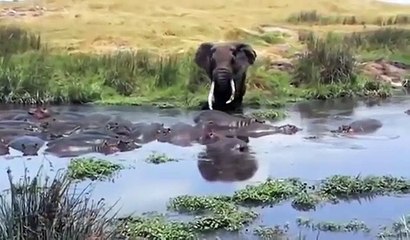 코끼리 vs 화난 하마