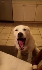 Neredeyse Konuşmayı Sökecekti! Köpek, Sahibiyle Resmen Kavga Etti