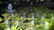 Incauten 300 kilos de marihuana a Ontinyent