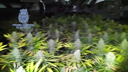 Incauten 300 kilos de marihuana a Ontinyent