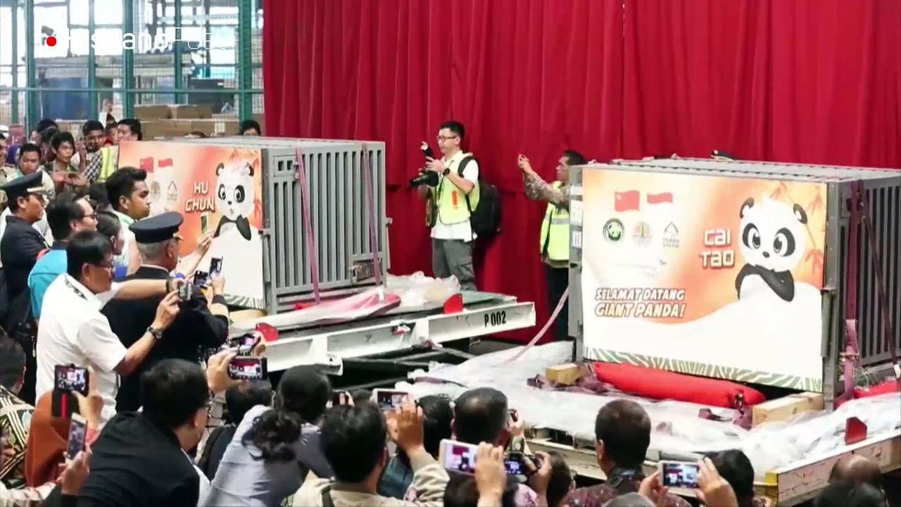 Cai Tao y Hu Chun, los nuevos huéspedes del zoológico de Indonesia