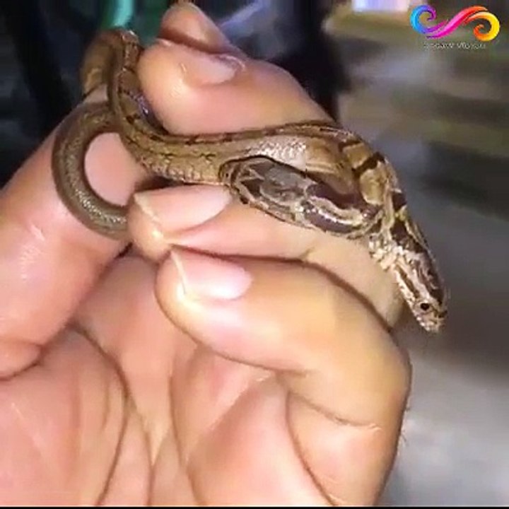 Serpiente de dos cabezas