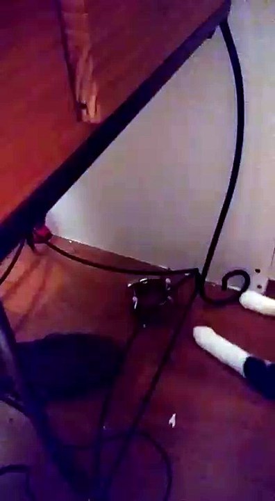 Tuxie jugando