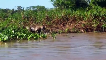 Most Amazing Wild Animals Attacks Jagur Attacks ►► Jaguar vs Crocodille, Lion, Leopard, Wi