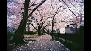 Cherry blossom k indie playlist
