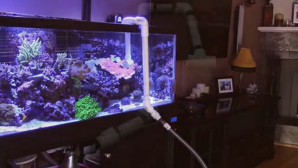 Aquarium Water Change: DIY Water Siphon