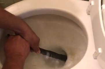 Toilet Snakes Are Unfortunately A Very Real Thing