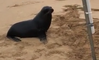 Woman Reels In Fish, Gets Confronted By Angry Sea Lion That Would Like Its Fish Back