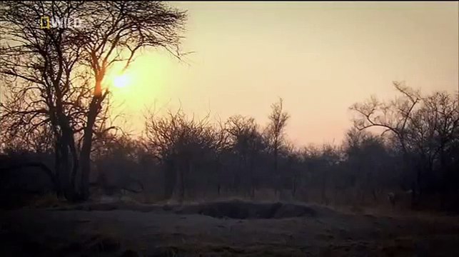 Big Cats Of The Timbavati Blood Ties (Wildlife Documentary)