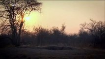 Big Cats Of The Timbavati Blood Ties (Wildlife Documentary)