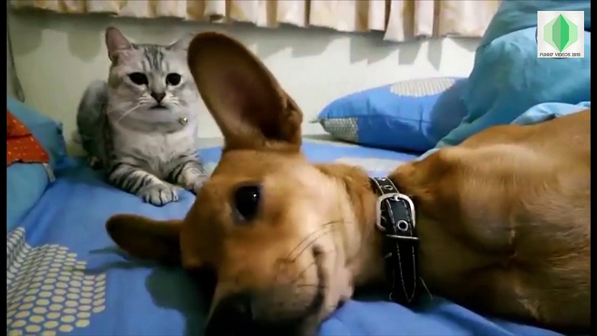 ⁣Awesome Prank Pets Funny Pet Video - Funny Videos 2017 2018