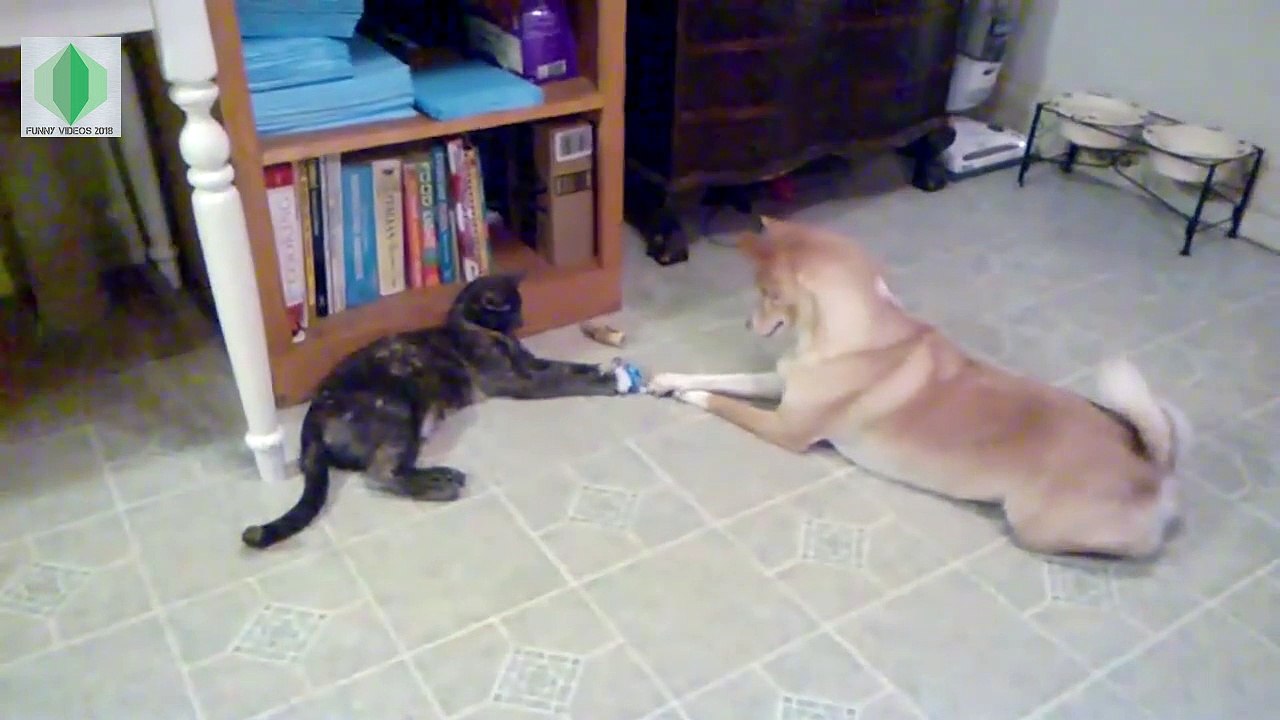 Best Funniest Cat vs Dog Videos Funny Pet - Funny Videos 2017 2018