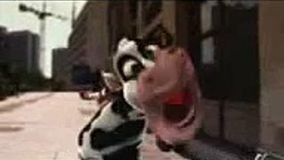 singing cow