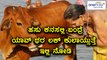 If Cow Comes In Your Dreams Means What Will Happen | Watch This  Video