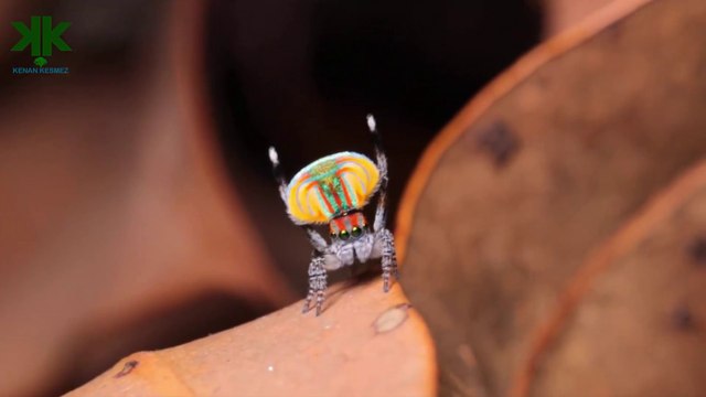 Dans eden örümcek: Tavus kuşu örümceği