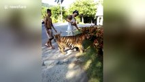 Tiny but fearless dog barks at a tiger