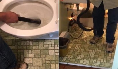 Dev yılan klozetten böyle çıkarıldı