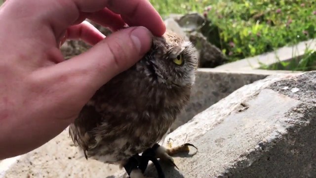 Cette petite chouette adore les calins! Trop mignon