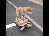 Köpeğin Ulaşımını Kaplumbağa İle Sağlaması