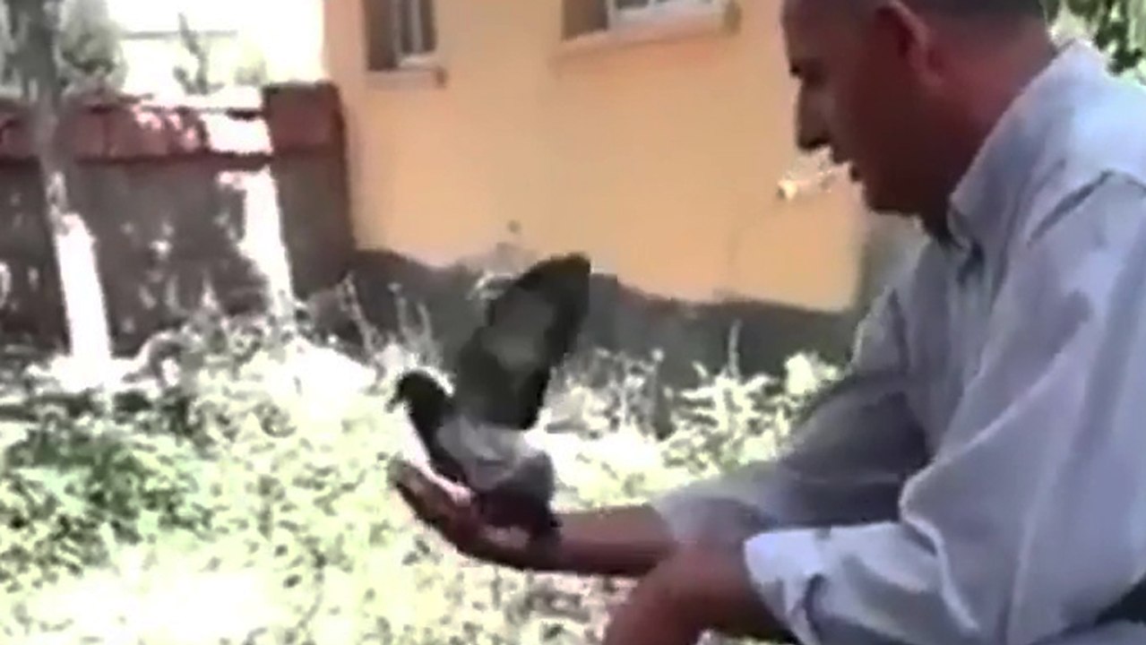 Un pigeon apprend à voler