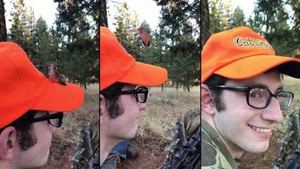 Un colibri confond une casquette avec une fleur