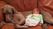 Cute Dog and Tiny Baby Share a Special Bond