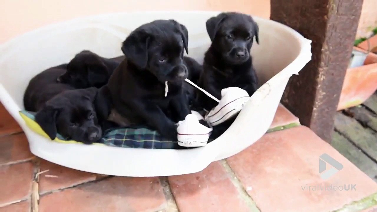 Ces chiots Labrador deviennent fous à l'heure du repas !